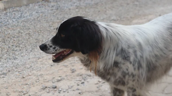 边境牧羊犬在街上玩耍 街头滑稽的宠物边境牧羊犬的形象 — 图库照片