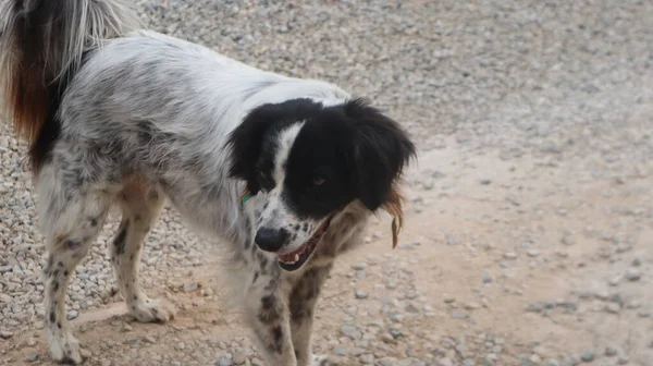 Border Collie Chien Jouant Dans Rue Potrait Drôle Animal Border — Photo