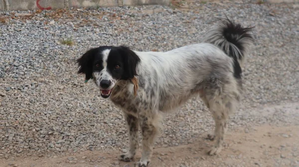 Przygraniczny Pies Collie Bawiący Się Ulicy Potrait Zabawnego Zwierzaka Border — Zdjęcie stockowe