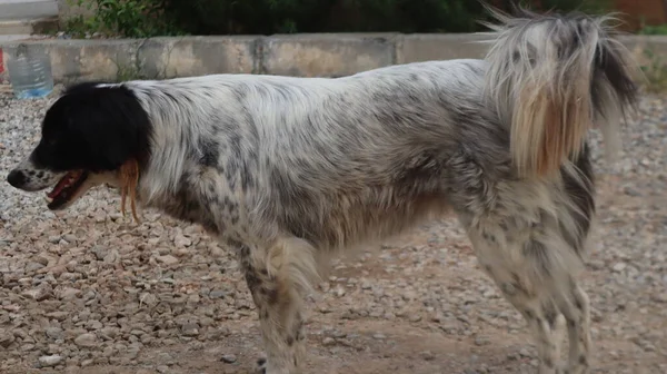 Przygraniczny Pies Collie Bawiący Się Ulicy Potrait Zabawnego Zwierzaka Border — Zdjęcie stockowe