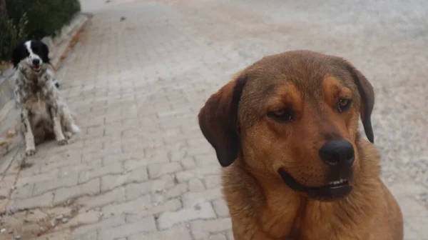 Коричневий Вуличний Собака Подає Фотоапарат Бездомні Бродячі Собаки Лягають Відпочивають — стокове фото