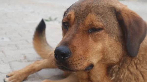 Коричневый Уличный Пес Позирует Перед Камерой Бездомная Бродячая Собака Лежит — стоковое фото