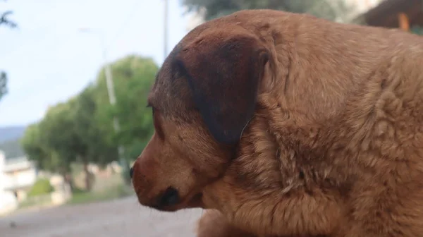 茶色の通りの犬のカメラにポーズを着色 ホームレスの野良犬が横たわって都市部の道路で休んでいます — ストック写真