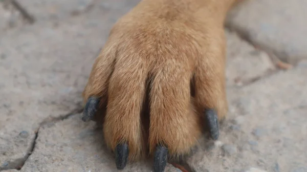 茶色の通りの犬のカメラにポーズを着色 ホームレスの野良犬が横たわって都市部の道路で休んでいます — ストック写真