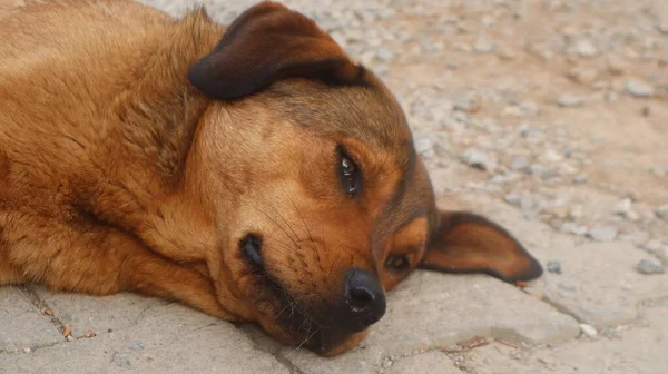 棕色街道上的狗对着摄像机摆姿势 无家可归的流浪狗躺在城市的路上休息 — 图库照片
