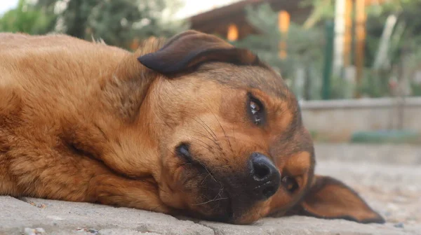 茶色の通りの犬のカメラにポーズを着色 ホームレスの野良犬が横たわって都市部の道路で休んでいます — ストック写真