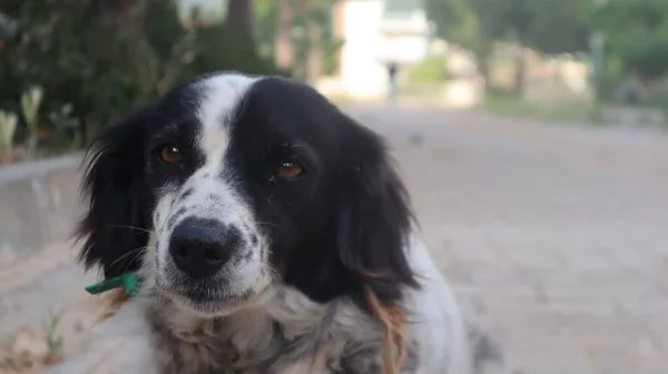 Przygraniczny Pies Collie Bawiący Się Ulicy Potrait Zabawnego Zwierzaka Border — Zdjęcie stockowe