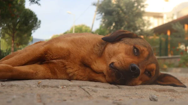 Brauner Straßenhund Posiert Für Die Kamera Obdachloser Straßenhund Legt Sich — Stockfoto