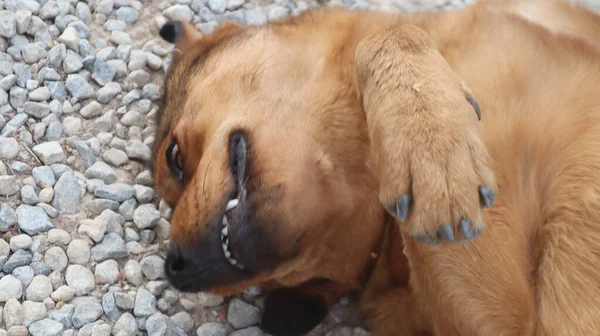 Brown Colored Street Dog Posing Camera Homeless Stray Dog Laying — Stock Photo, Image