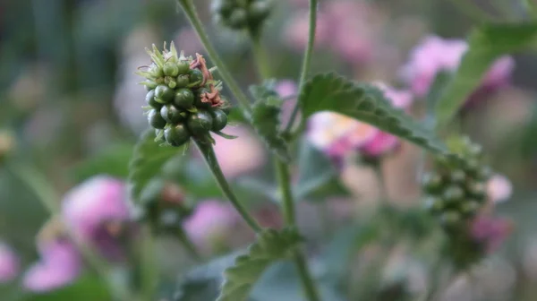 植物園でカラフルな西インドのランタナの花 トルコの自然の緑の背景に庭にランタナ カマラが咲きます — ストック写真