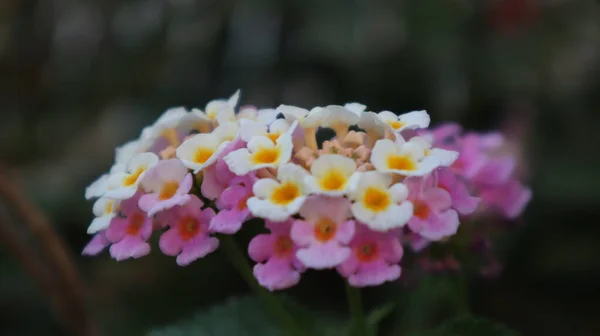 Barevná Západoindická Lantana Květina Botanické Zahradě Lantana Camara Květ Zahradě — Stock fotografie