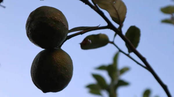 Limão Verde Orgânico Fresco Pendurado Galho Árvore Jardim Botânico — Fotografia de Stock