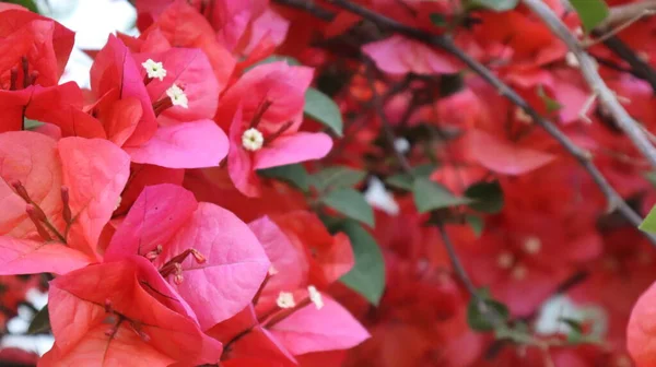 Doğal Yeşil Arka Planda Izole Edilmiş Renkli Bougainvillea Çiçeği — Stok fotoğraf