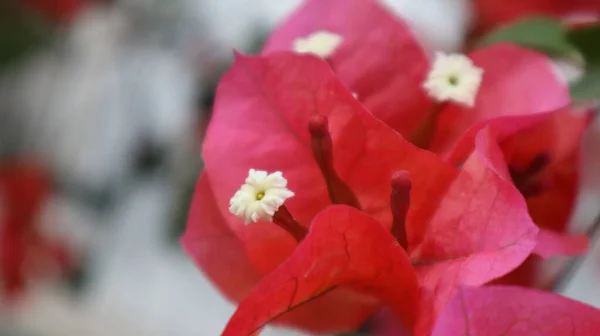 Flor Colorida Buganvilla Aislada Sobre Fondo Verde Natural —  Fotos de Stock