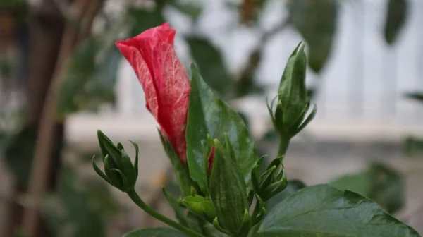 Primer Plano Hibiscus Rosa Sinensis Naturaleza Flor Rosa Hibisco Hawaiano — Foto de Stock