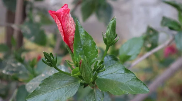Роза Сінензіс Hibiscus Rosa Sinensis Квіти Рожевого Гавайського Гібіска Цвітуть — стокове фото