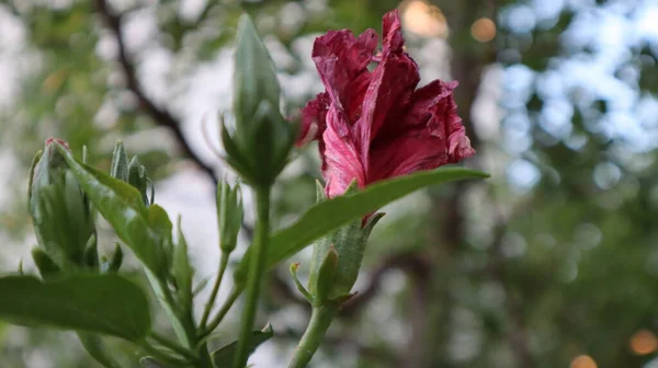 クローズアップ ハイビスカス ローザ自然界のシンエンシス 緑の背景にピンクのハワイアンハイビスカスの花を咲かせます — ストック写真