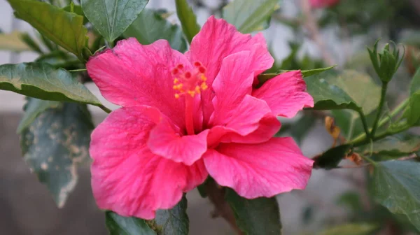 在自然界中的特写镜头Hibiscus Rosa Sinensis 粉红夏威夷芙蓉花在绿色的自然背景下盛开 — 图库照片