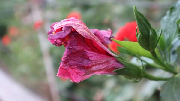 Роза Сінензіс Hibiscus Rosa Sinensis Квіти Рожевого Гавайського Гібіска Цвітуть — стокове фото