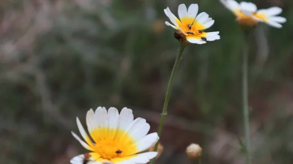 Daisy Bloemen Met Insecten Een Zonnige Dag Istanbul Turkije — Stockfoto