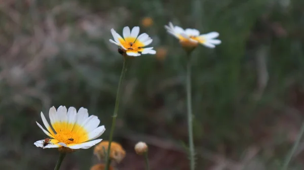 Daisy Bloemen Met Insecten Een Zonnige Dag Istanbul Turkije — Stockfoto