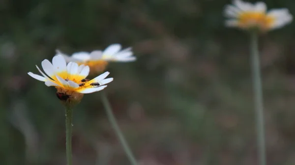 Daisy Bloemen Met Insecten Een Zonnige Dag Istanbul Turkije — Stockfoto