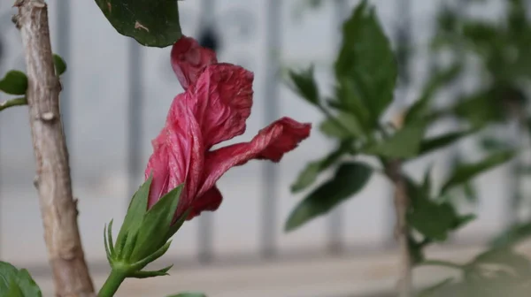 クローズアップ ハイビスカス ローザ自然界のシンエンシス 緑の背景にピンクのハワイアンハイビスカスの花を咲かせます — ストック写真