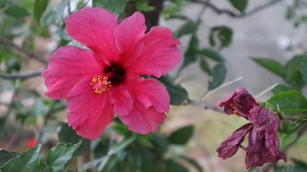 クローズアップ ハイビスカス ローザ自然界のシンエンシス 緑の背景にピンクのハワイアンハイビスカスの花を咲かせます — ストック写真