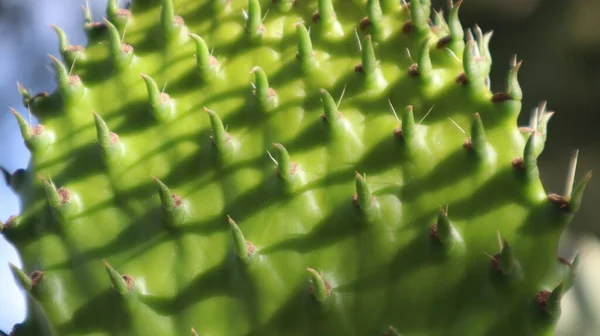 Färska Gröna Blad Närbild Naturlig Bakgrund Närbild Gröna Blad — Stockfoto