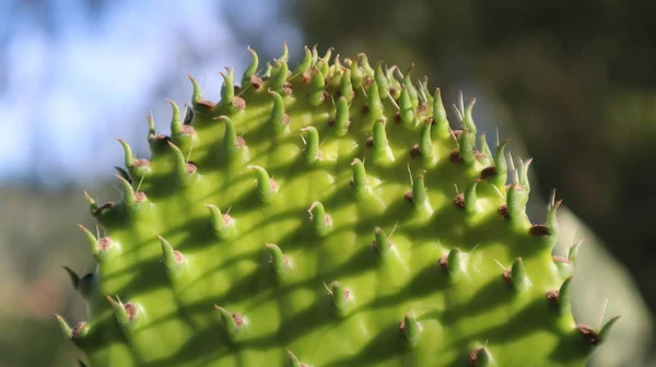 Färska Gröna Blad Närbild Naturlig Bakgrund Närbild Gröna Blad — Stockfoto