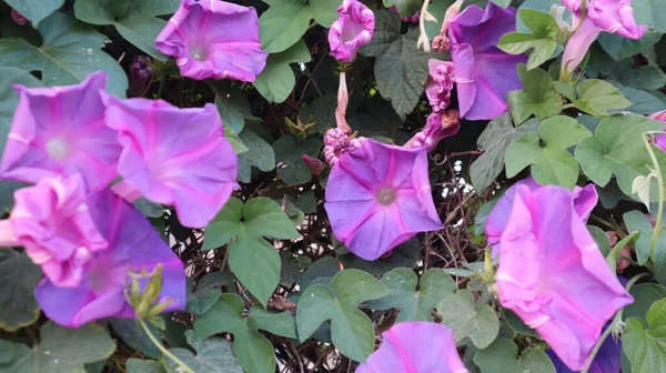 Strand Mondblume Mit Einem Natürlichen Hintergrund Nahaufnahme Von Purple Beach — Stockfoto