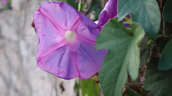 Пляжный Лунный Цветок Естественном Фоне Крупный План Пурпурного Пляжа Moonflowers — стоковое фото