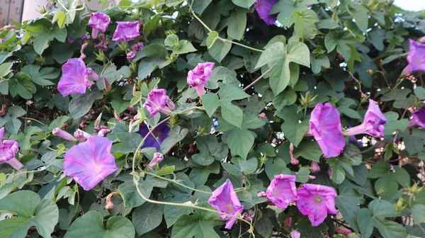 Strand Mondblume Mit Einem Natürlichen Hintergrund Nahaufnahme Von Purple Beach — Stockfoto