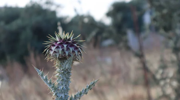 Purple Milk Thistle Flower Bumble Bee Close Abelha Única Coletando — Fotografia de Stock