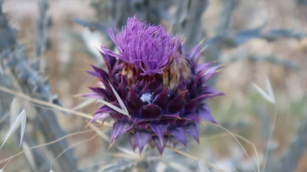 Purple Milk Thistle Flower and Bumble Bee close-up. Single Bee collecting pollen outside of the milk thistle flower at the botanical garden.