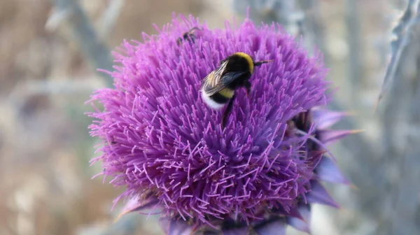 Purple Milk Thistle Flower and Bumble Bee close-up. Single Bee collecting pollen outside of the milk thistle flower at the botanical garden.