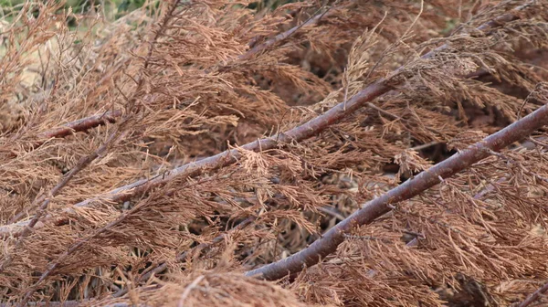 Ramos Pinheiros Marrons Secos Natureza Agulhas Pinheiro Secas Fundo Textura — Fotografia de Stock