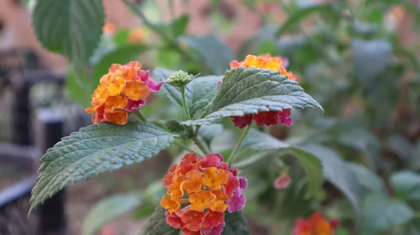 Kleurrijke West Indische Lantana Bloem Bij Botanische Tuin Lantana Camara — Stockfoto