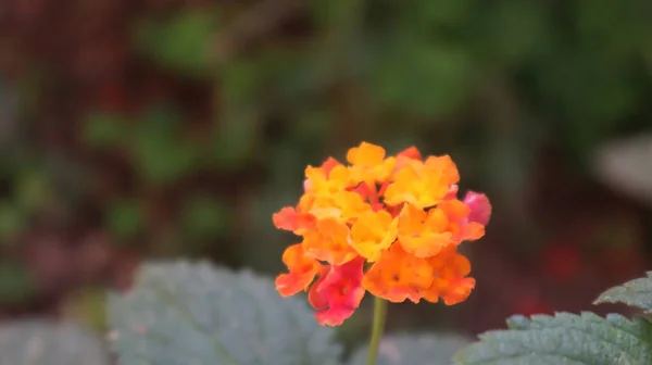 Цвітіння Західноіндійської Квітки Лантани Ботанічному Саду Лантана Камара Цвіте Саду — стокове фото