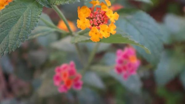 Fleurs Colorées Lantana Antillaise Jardin Botanique Lantana Camara Fleurir Dans — Photo