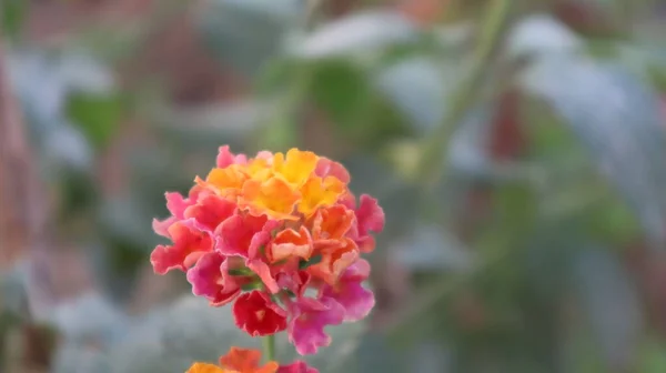 Colorida Flor Lantana Las Indias Occidentales Jardín Botánico Lantana Camara — Foto de Stock