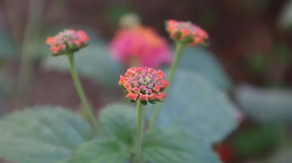 Barevná Západoindická Lantana Květina Botanické Zahradě Lantana Camara Květ Zahradě — Stock fotografie