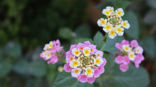 Colorful West Indian Lantana Flower Botanical Garden Lantana Camara Bloom — Stock Photo, Image