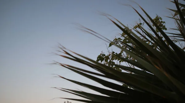 Zbliżenie Starej Palmy Zachodzie Słońca Sharpy Palma Tło Tekstury Wzór — Zdjęcie stockowe