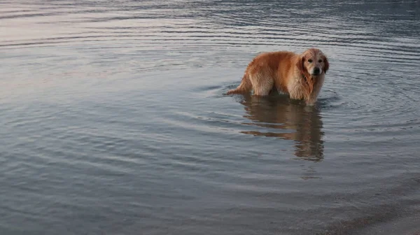 Golden Retriever Dog Jugando Mar Atardecer Perro Doméstico Salpicando Agua —  Fotos de Stock