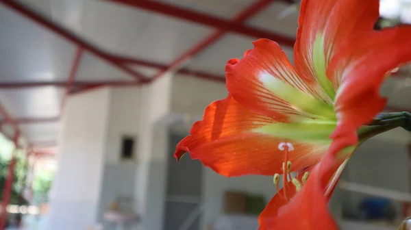 Натуральна Квітка Червоної Зеленої Лілії Крупним Планом Квіти Червоної Лілії — стокове фото