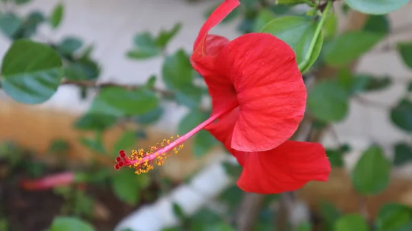 クローズアップ ハイビスカス ローザ自然界のシンエンシス 緑の背景にピンクのハワイアンハイビスカスの花を咲かせます — ストック写真