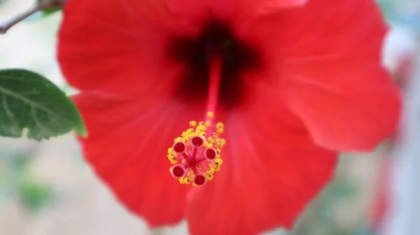 Primer Plano Hibiscus Rosa Sinensis Naturaleza Flor Rosa Hibisco Hawaiano — Foto de Stock