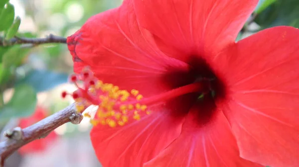 Primer Plano Hibiscus Rosa Sinensis Naturaleza Flor Rosa Hibisco Hawaiano — Foto de Stock