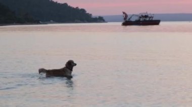 Golden Retriever köpeği gün batımında denizde oynuyor. Köpek akşam güneşinde sahilde eğleniyor.